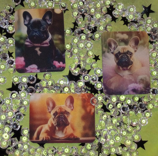 Pug Magnet Collection set